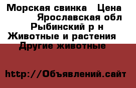 Морская свинка › Цена ­ 1 000 - Ярославская обл., Рыбинский р-н Животные и растения » Другие животные   